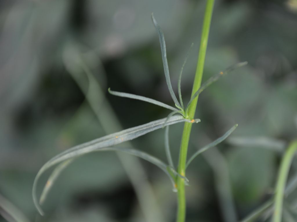 Senecio, se si, quale? Senecio inaequidens